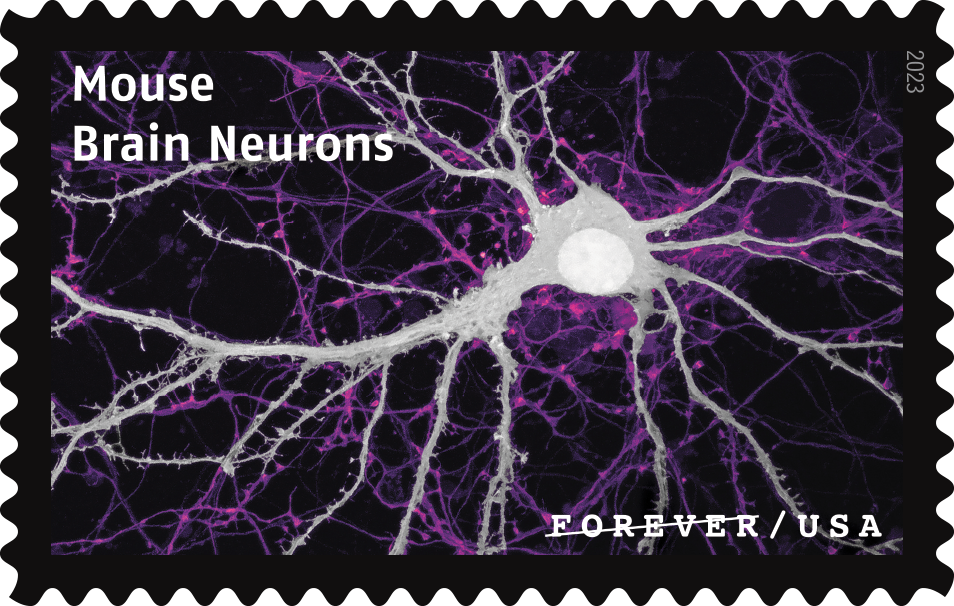 2023 Life Magnified Stamps